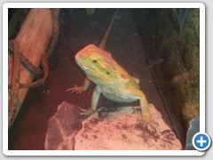 Larry The Lizard