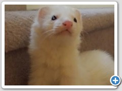 Winston The Ferret